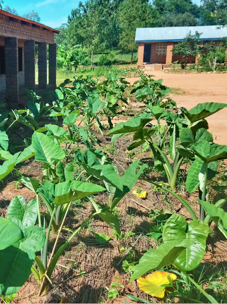 Image 7.1. Self-sufficient schools feeding programme: Livingstonia, Malawi