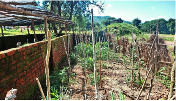 Image 7.5. Self-sufficient schools feeding programme: Livingstonia, Malawi