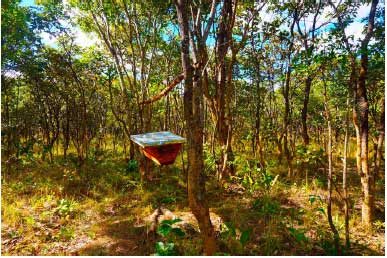 Miombo woodlands, Central Province, Zambia - home to a diverse ecosystem, including bees.