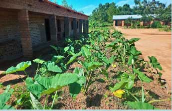 Vegetables growing in a Livingstonia primary school, Malawi, part of the Climate Justice Innovation Fund Living Trees project.