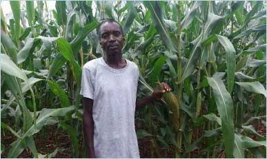 Farmer with healthy mature maize through Conservation Agriculture techniques in Malawi under Climate Justice Innovation Fund.