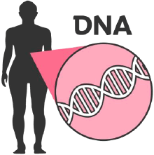A picture of a body and the word “DNA”