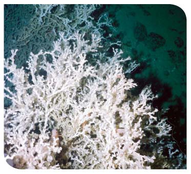Deepwater corals