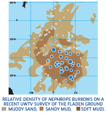 Relative density of Nephrops burrows on a recent UWTV survey of the Fladen Ground