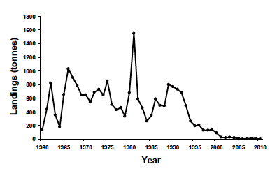 Figure 6.6 Landings of hake in the Clyde from 1960-2010 (ICES Stat Rectangles 39E4 + 39E5 + 40E4 + 40E5. Source, MSS).