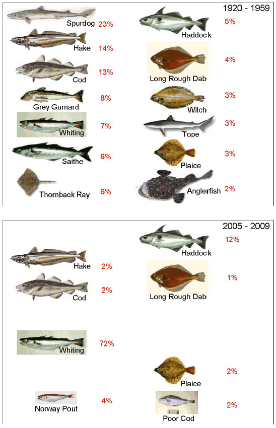 Figure 7.10 Pictorial representation of the change in the species mix making up 95% of the demersal fish biomass between 1920-1959 and 2005-2009 in the Clyde Sea (from Table 1, HS2011). Pictures and photos from FishBase.