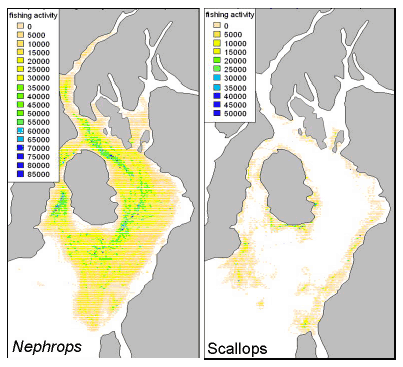 Figure 9.10 The distribution of fishing activity in the Clyde in 2010 based on the number of interpolated pings from vessels believed to be fishing (i.e. speed of vessel between 1 and 4 knots) in each model grid cell for (left) vessel trips which landed Nephrops and (right) scallops.