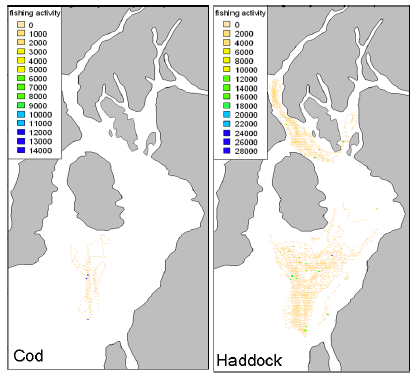 Figure 9.11 The distribution of fishing activity in the Clyde in 2010 based on the number of interpolated pings from vessels believed to be fishing (i.e. speed of vessel between 1 and 4 knots) in each model grid cell for (left) vessel trips which landed cod and (right) haddock.