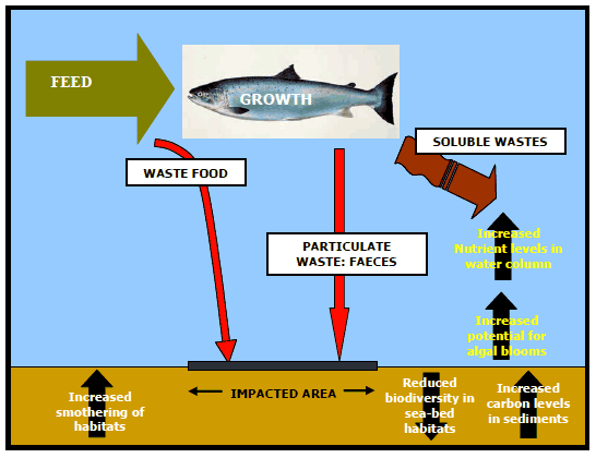 Figure 2.1.2: Key impacts of marine fish farming originating from the feed input to the system; solid wastes are closely linked to benthic impact and soluble wastes are closely linked to water column impacts