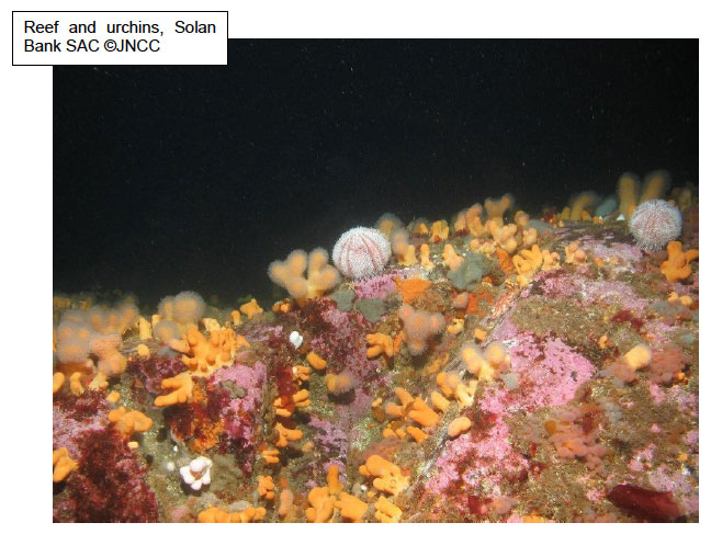 Reef and urchins, Solan Bank SAC