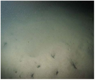 Figure 6: (a) Photograph of Firth of Forth seabed with typical Nephrops burrow complexes. (b) Map showing Nephrops burrow densities 2008-2010.