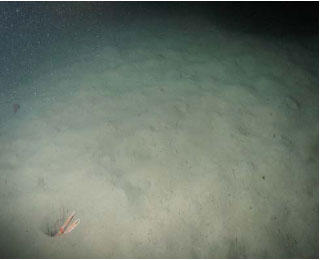 Figure 7: (a) Photograph of typical Moray Firth seabed with a Nephrops in burrow. (b) Map showing PSA results for 2008, 2009 and 2010.