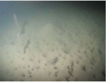 Figure 10: (a) Photograph of typical North Minch seabed with characteristic 'Swiss cheese' appearance of burrows and V. mirabilis sea pens. (b) Map showing abundance of F. quadrangularis observed on Nephrops UWTV surveys 2008-2010.