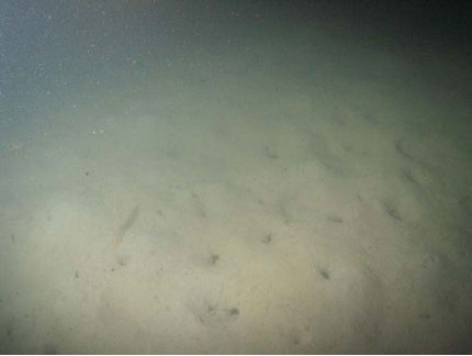 Figure 11: (a) Photograph of typical South Minch seabed with Nephrops burrows complexes. (b) Map showing abundance of F. quadrangularis (based on ROCA scale) observed in the South Minch on Nephrops UWTV surveys 2008-2010.