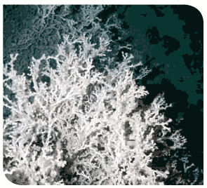 Deepwater corals
