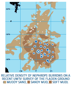 Relative Density of Nethrops Burrows on a Recent UWTV Survey of the Fladen Ground