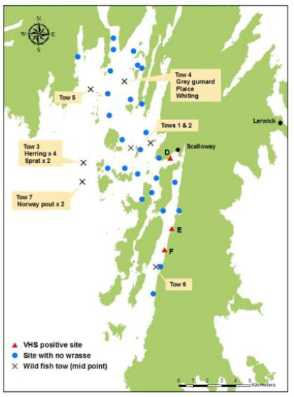 Figure 3.  Location of wild fish sampling tows and VHS positive pools
