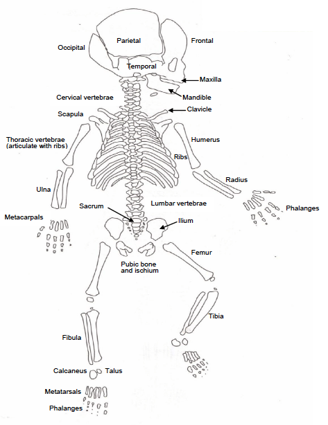 Appendix One: Diagram of the Neonatal Skeleton