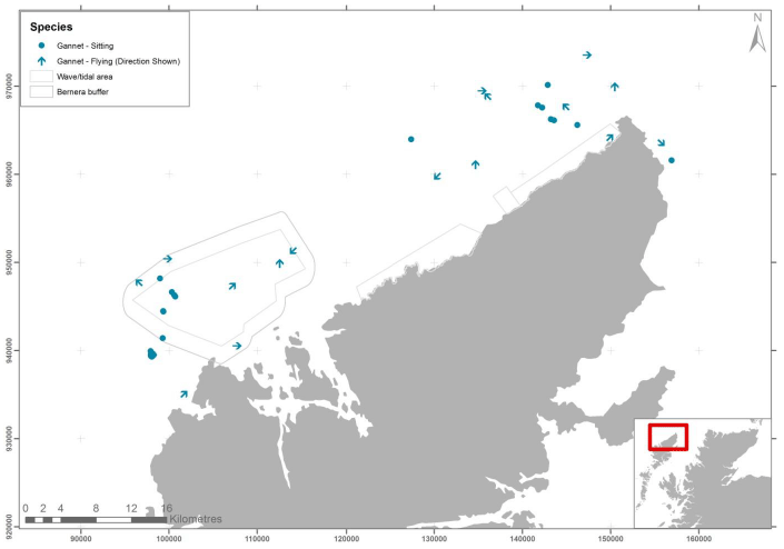 Figure 7 - April gannet records from digital aerial survey