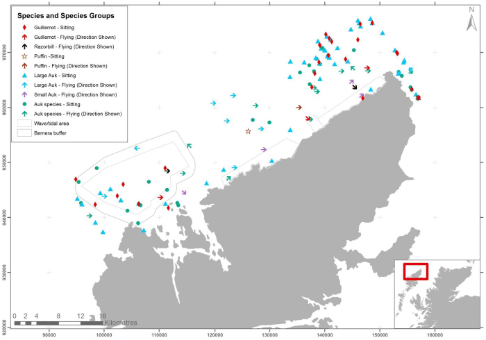 Figure 9 – April auk records from digital aerial survey