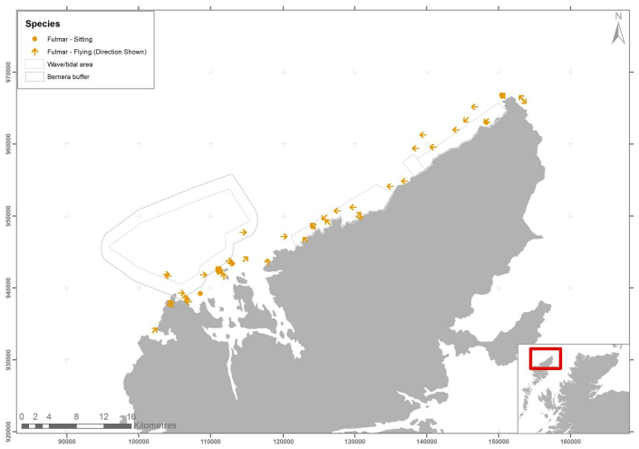 Figure 12 – May fulmar records from digital aerial survey