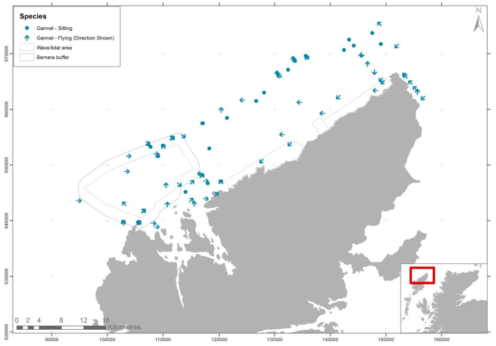 Figure 13 – May gannet records from digital aerial survey