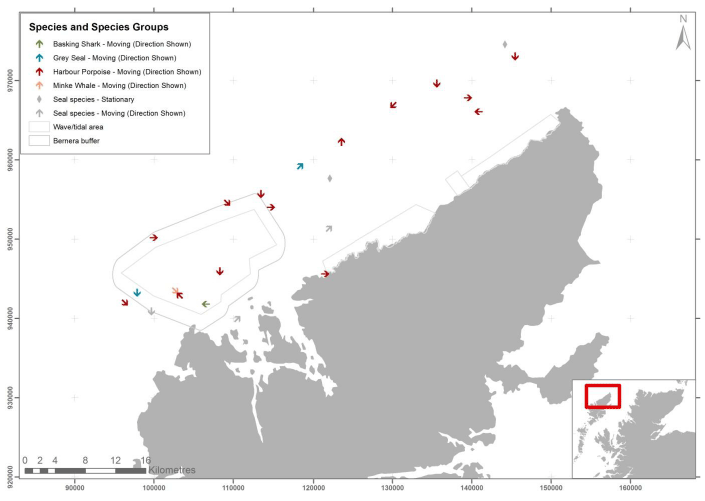 Figure 21 – June cetacean, marine mammal and shark records from digital aerial survey