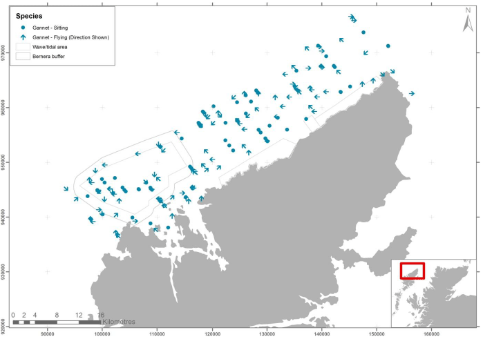 Figure 24 – July gannet records from digital aerial survey
