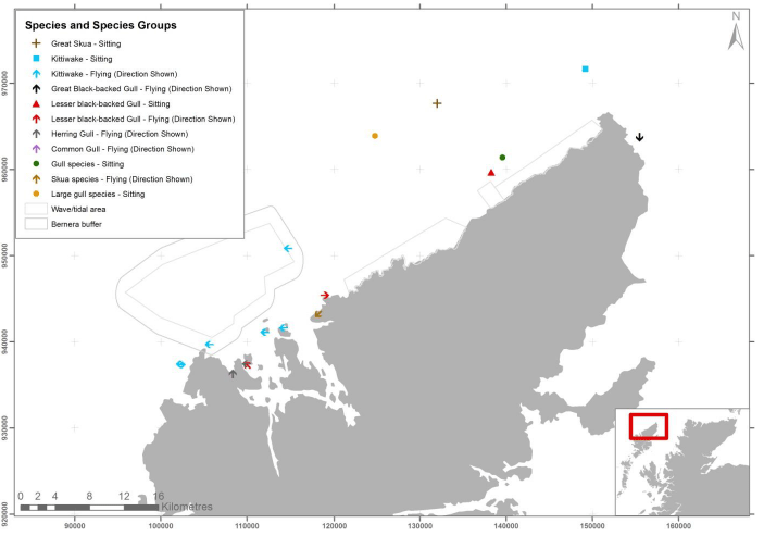 Figure 25 – July gull and skua records from digital aerial survey