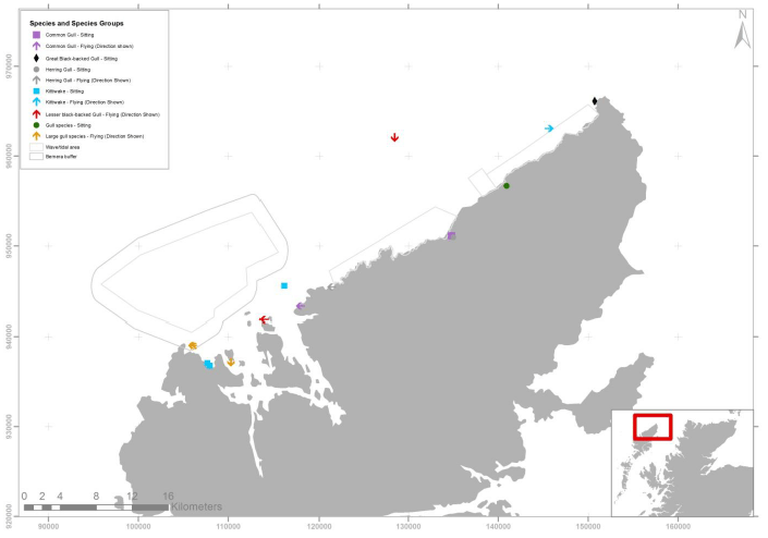 Figure 31 – September gull records from digital aerial survey