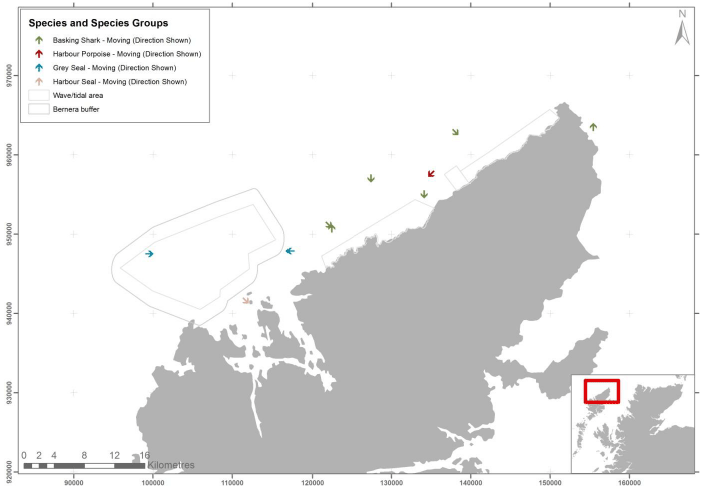 Figure 33 - September cetacean, seal and shark records from digital aerial survey
