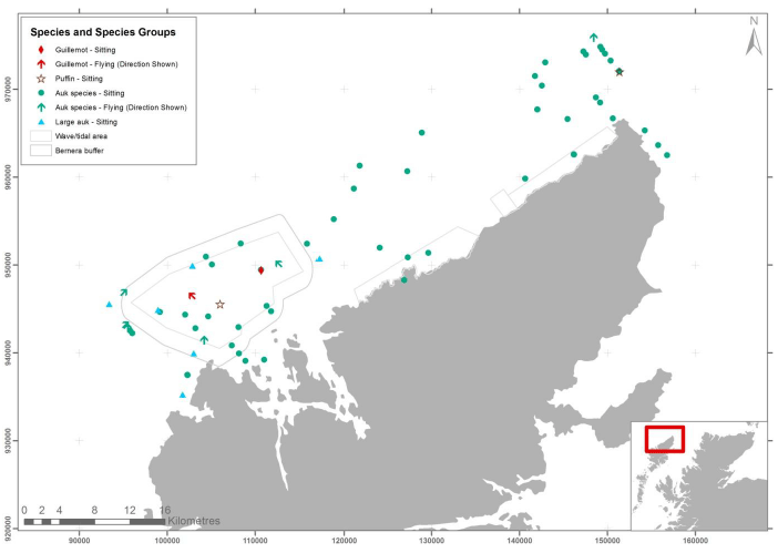 Figure 39 - December auk records from digital aerial survey