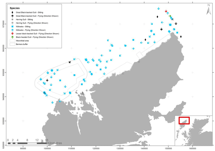 Figure 44 - February gull species records from digital aerial survey