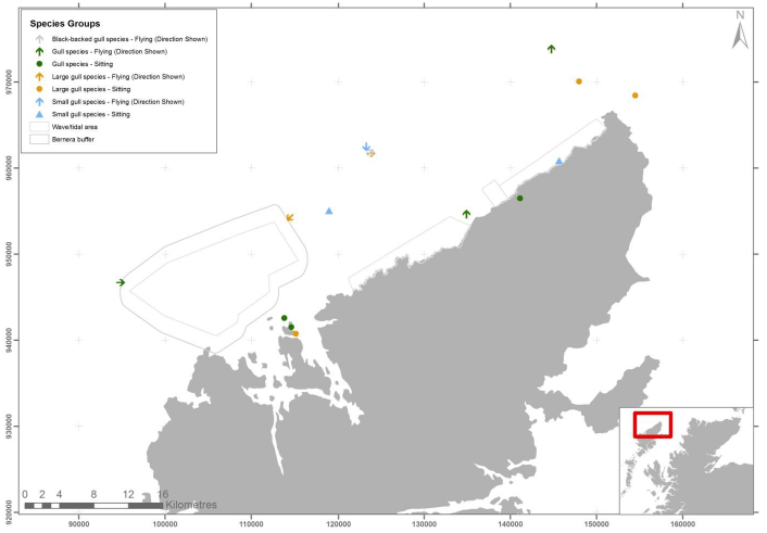 Figure 45 - February gull species group records from digital aerial survey