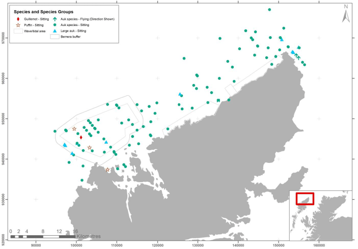 Figure 46 – February auk records from digital aerial survey