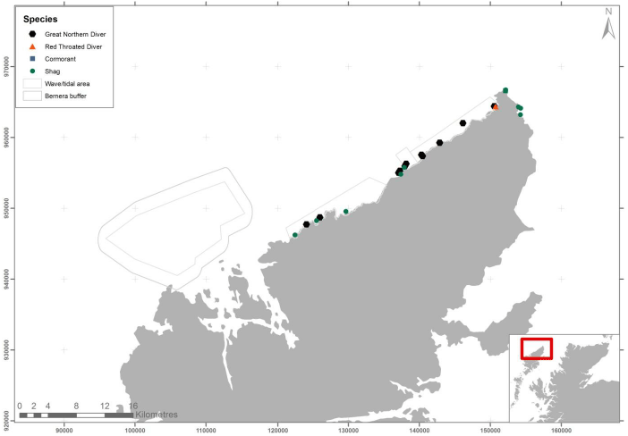 Figure 48 – April shag and diver records from ground-based counts
