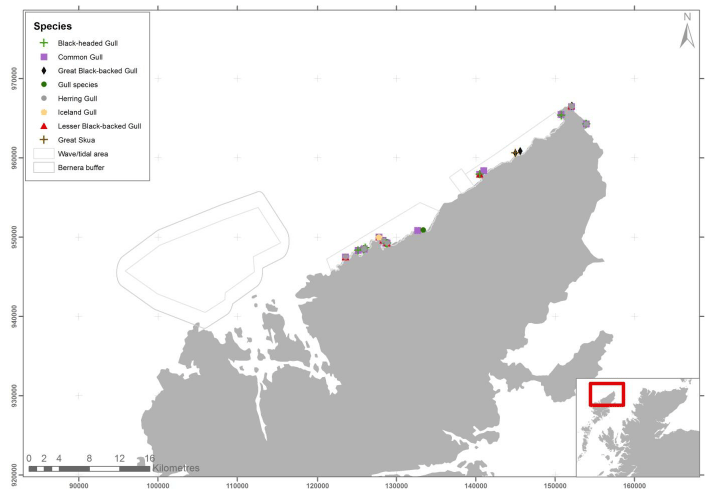 Figure 51 – April gull and skua records from ground-based counts