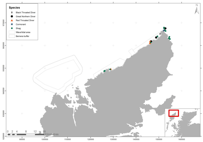 Figure 58 – June diver and shag records from ground-based counts