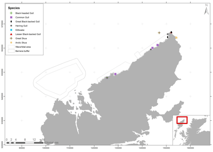 Figure 61 – June gull and skua records from ground-based counts