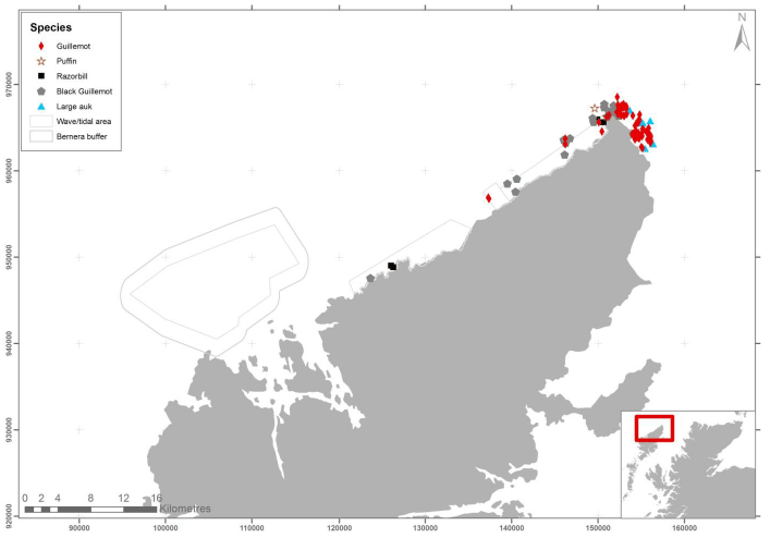 Figure 62 – June auk records from ground-based counts