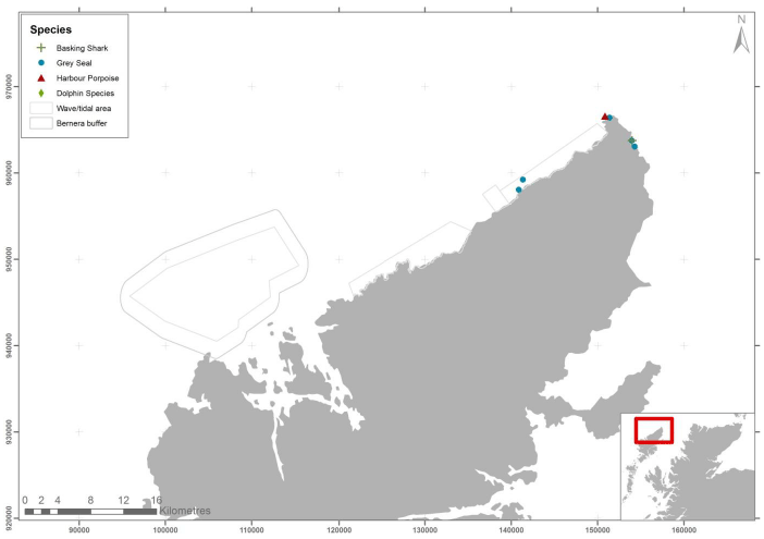 Figure 69 – July cetacean and marine mammal records from ground-based counts