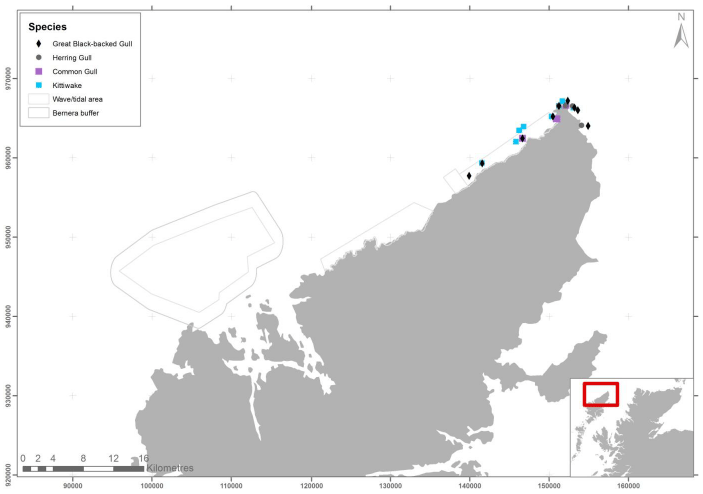 Figure 82 - February gull records from ground based counts