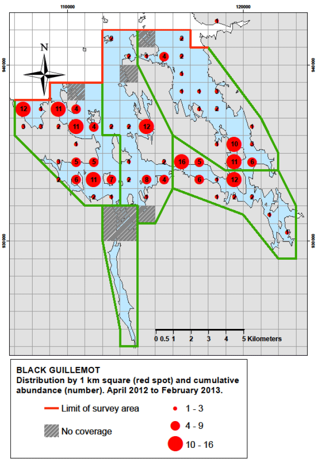 Figure 94 - Black guillemot distribution by 1km square and cumulative abundance, April 2012 – February 2013
