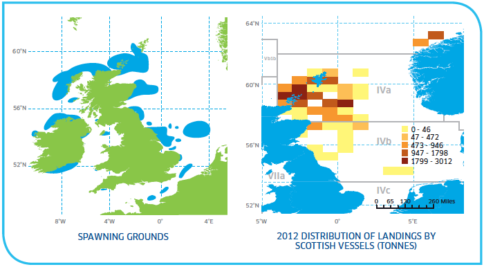 Spawning grounds and distribution of Herring Stocks North Sea
