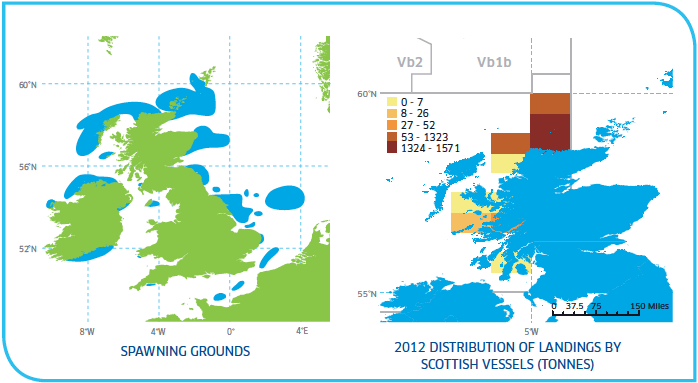 Spawning grounds and distribution of Herring Stocks West of Scotland
