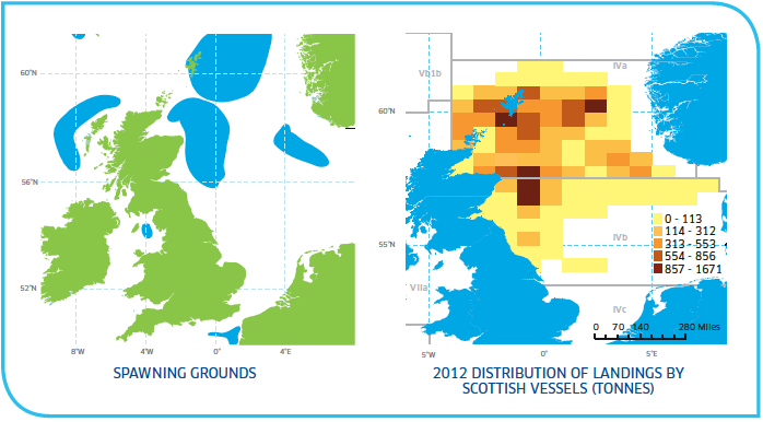 Spawning grounds and distribution of Haddock Stocks North Sea
