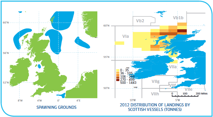 Spawning grounds and distribution of Haddock Stocks West of Scotland