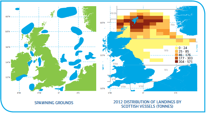 Spawning grounds and distribution of Cod Stocks North Sea