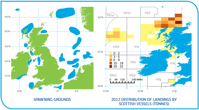Spawning grounds and distribution of Cod Stocks West of Scotland