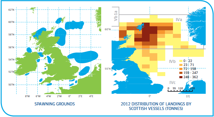 Spawning grounds and distribution of Whiting Stocks North Sea